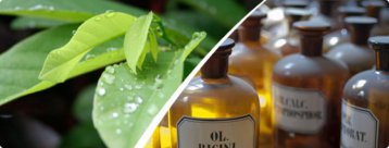 Support and restore the body’s balance